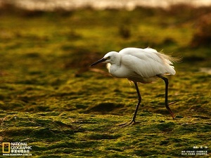 国家地理 国家地理