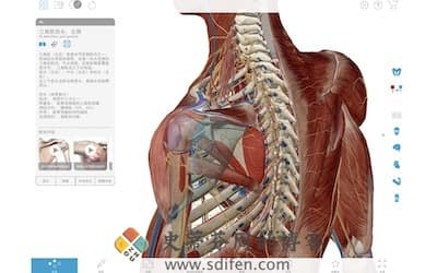 Muscle Premium 主界面