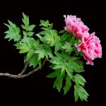 gh169的头像-史蒂芬周的博客