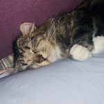 SherryZuo的头像-史蒂芬周的博客